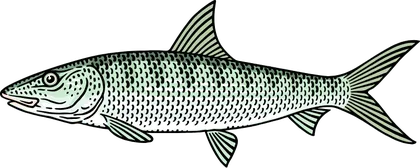 Bonefish (Albula vulpes)