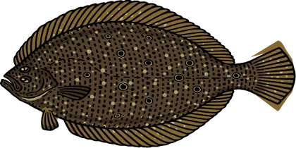 Flounder (Paralichthys spp. / Pseudopleuronectes americanus)