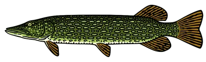 Northern Pike (Esox lucius)
