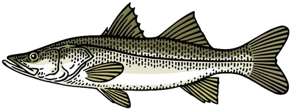 Snook (Centropomus undecimalis)