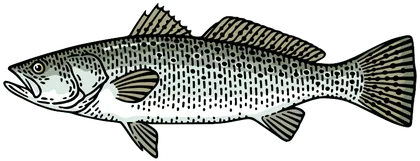Spotted Seatrout (Cynoscion nebulosus)