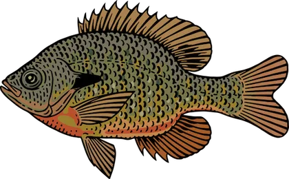 Sunfish (Lepomis spp.)