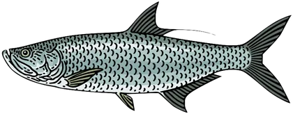 Tarpon (Megalops atlanticus)