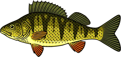 Yellow Perch (Perca flavescens)